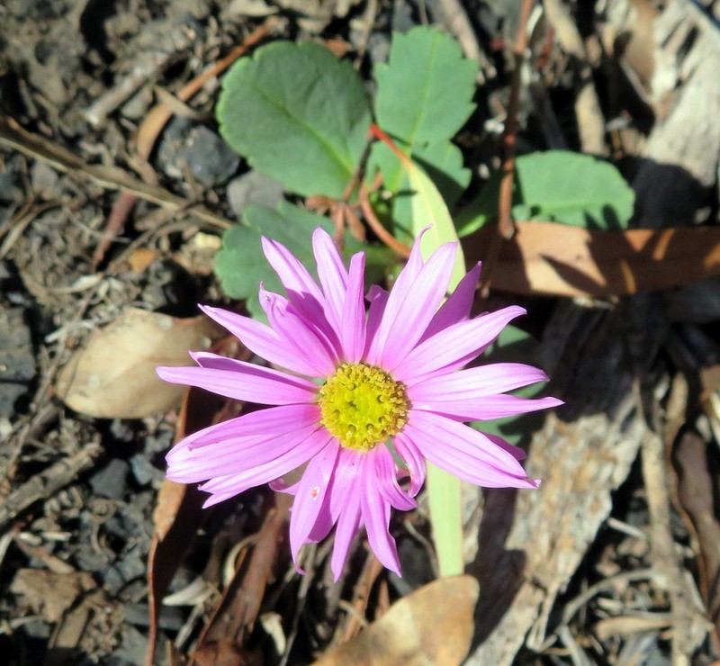 Brachyscome formosa photo 3