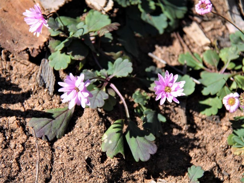 Brachyscome formosa photo 4