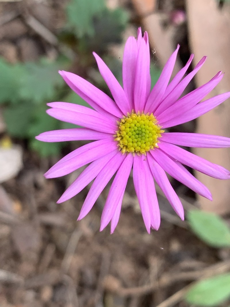 Brachyscome formosa photo 5