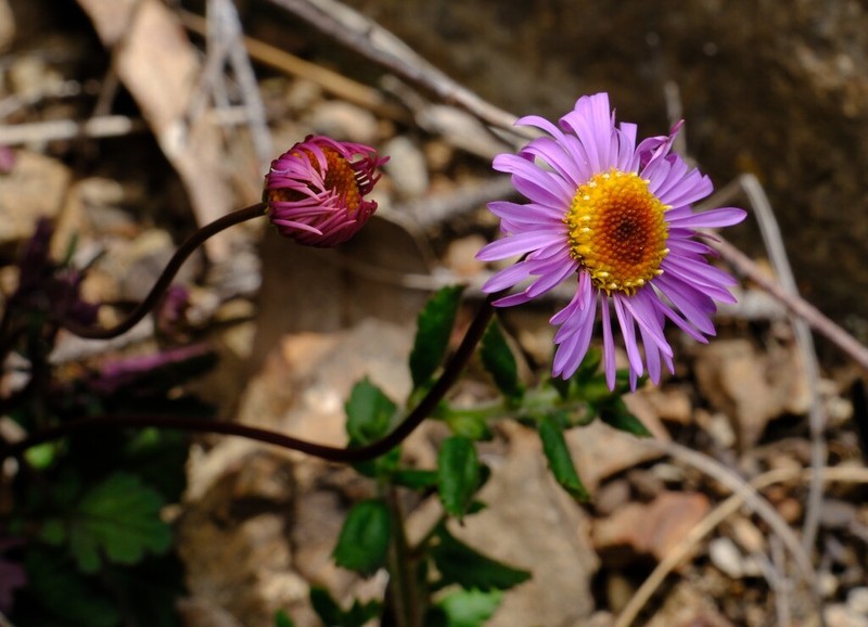 Brachyscome formosa photo 6
