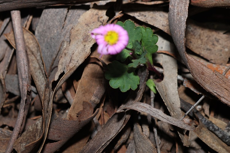 Brachyscome formosa photo 8