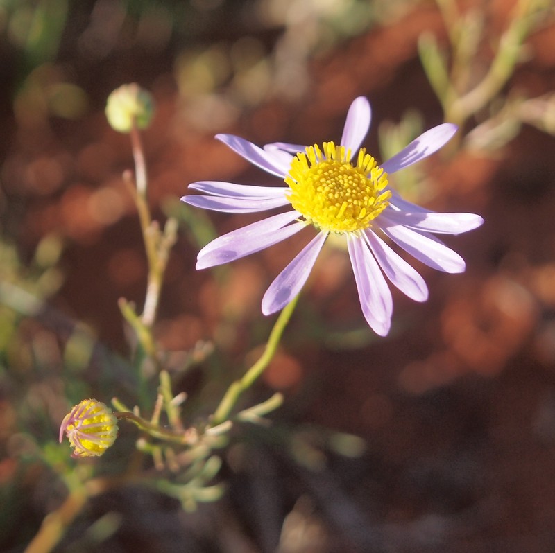 Brachyscome gilesii