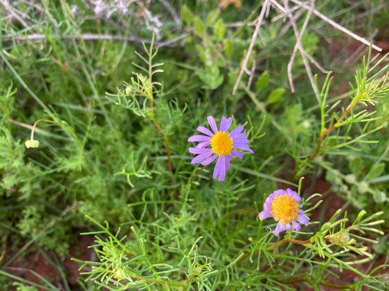 Brachyscome gilesii photo 3