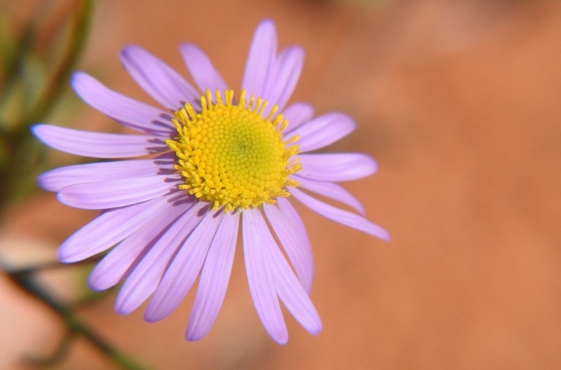 Brachyscome gilesii photo 4