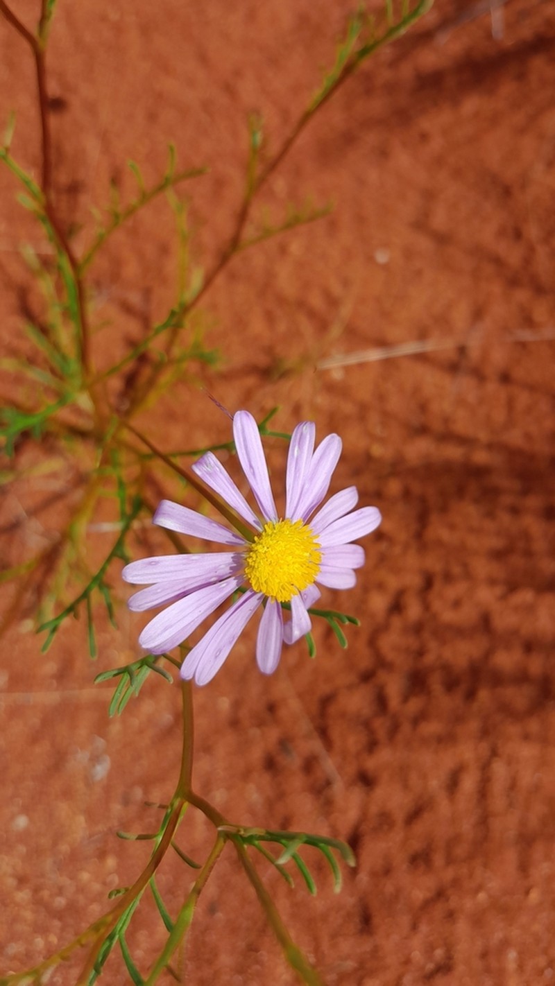 Brachyscome gilesii photo 5
