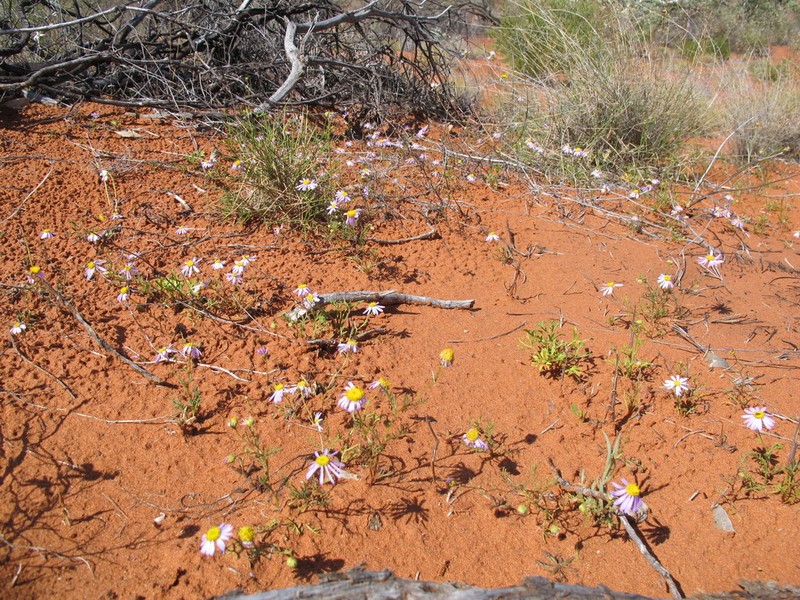 Brachyscome gilesii photo 6