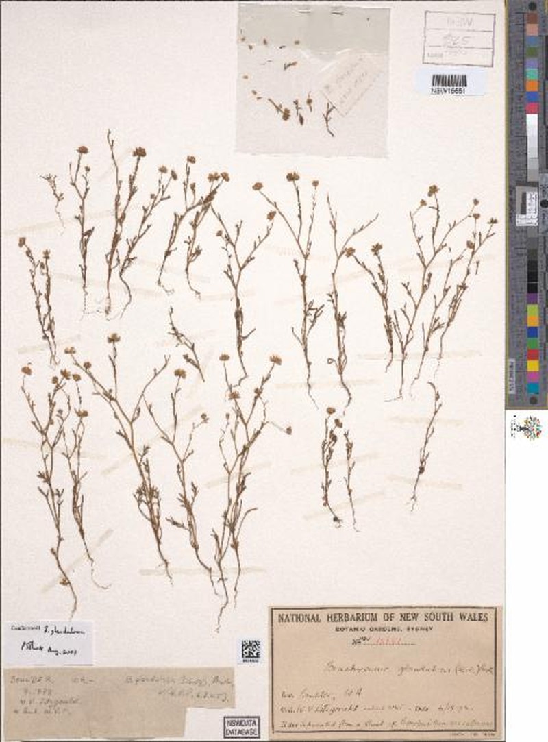 Brachyscome glandulosa