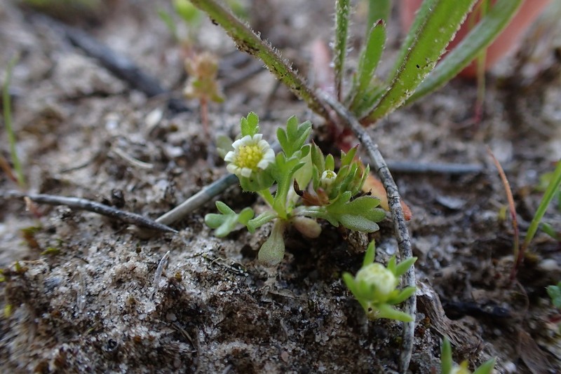Brachyscome goniocarpa