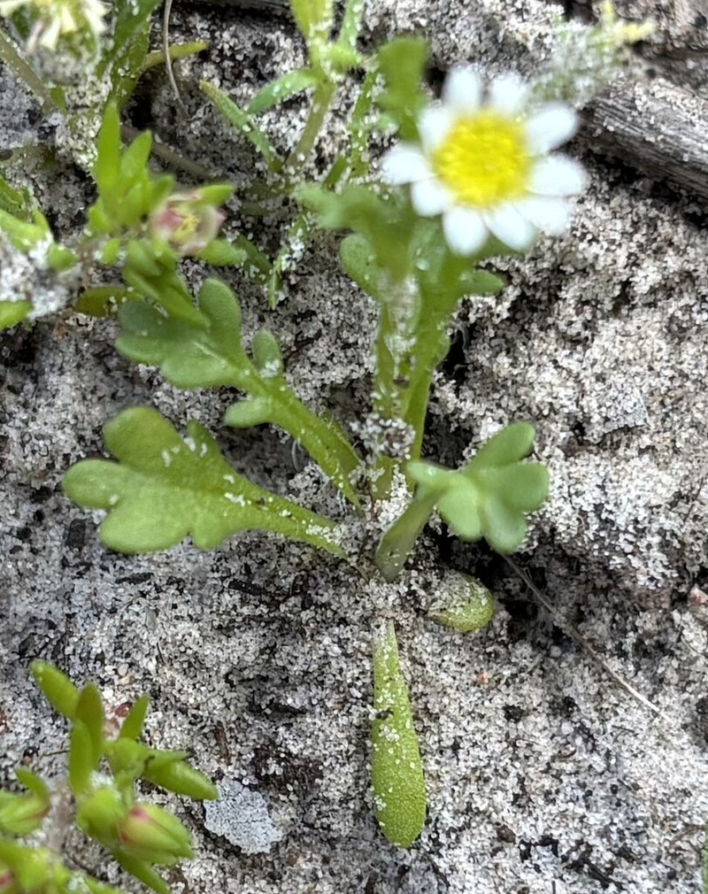 Brachyscome goniocarpa photo 2