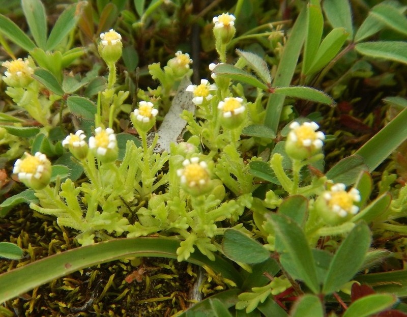 Brachyscome goniocarpa photo 3
