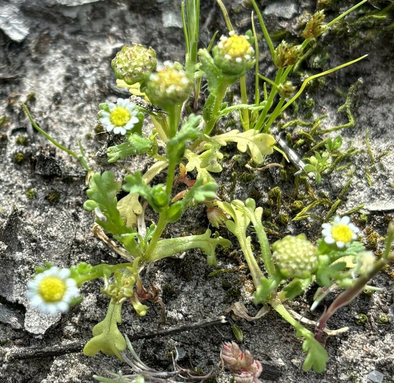 Brachyscome goniocarpa photo 4