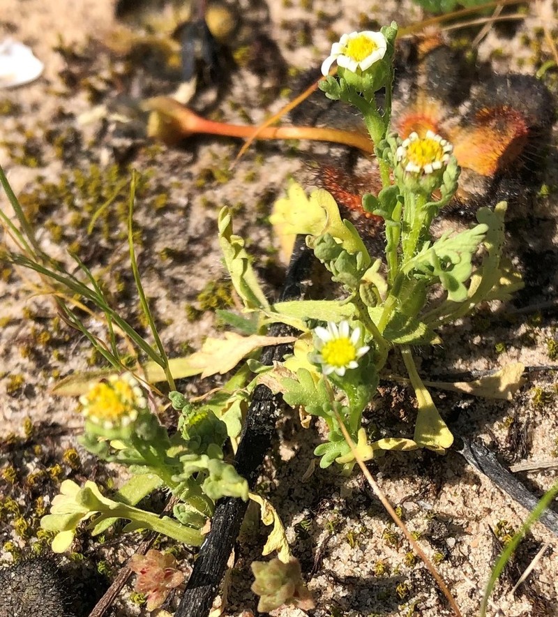 Brachyscome goniocarpa photo 5