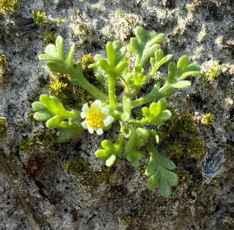 Brachyscome goniocarpa photo 6