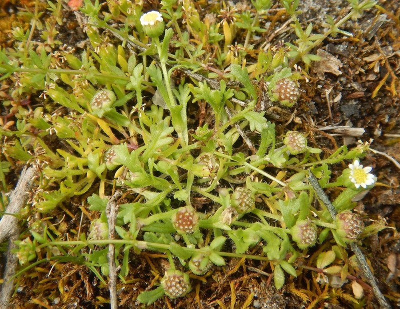 Brachyscome goniocarpa photo 7
