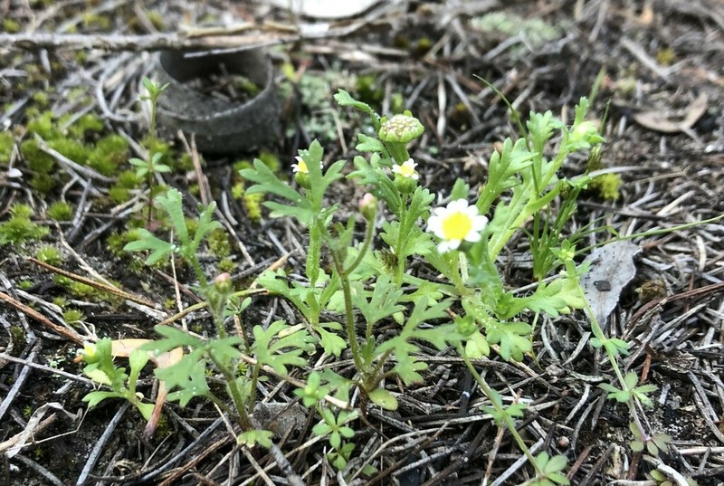 Brachyscome goniocarpa photo 8
