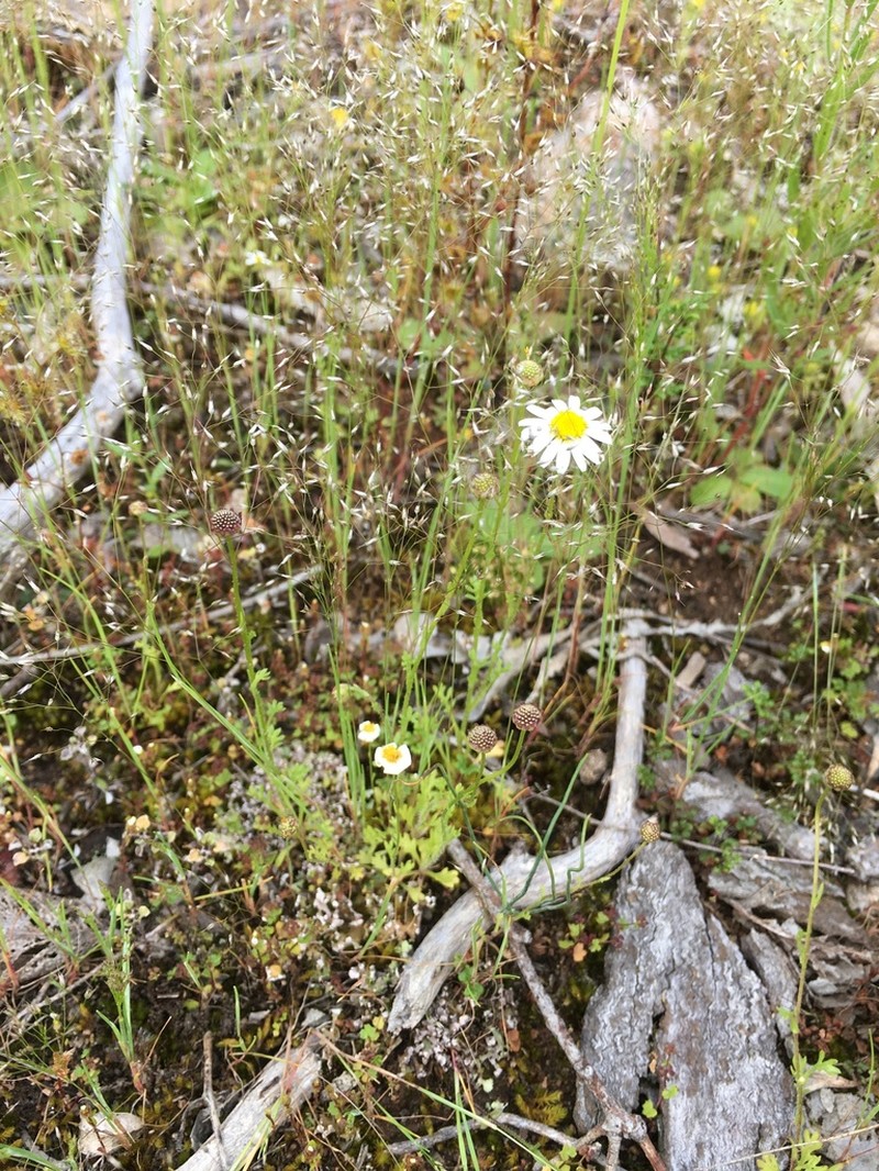Brachyscome gracilis