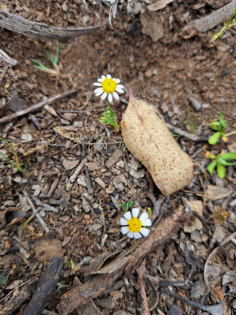 Brachyscome gracilis photo 2