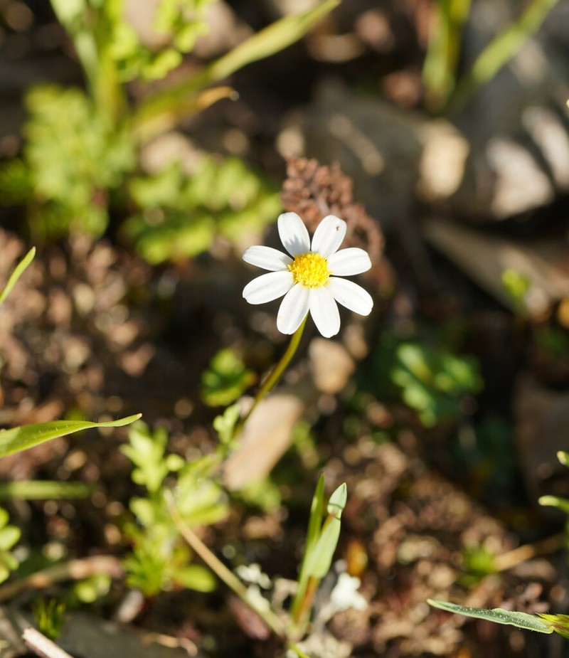 Brachyscome gracilis photo 3