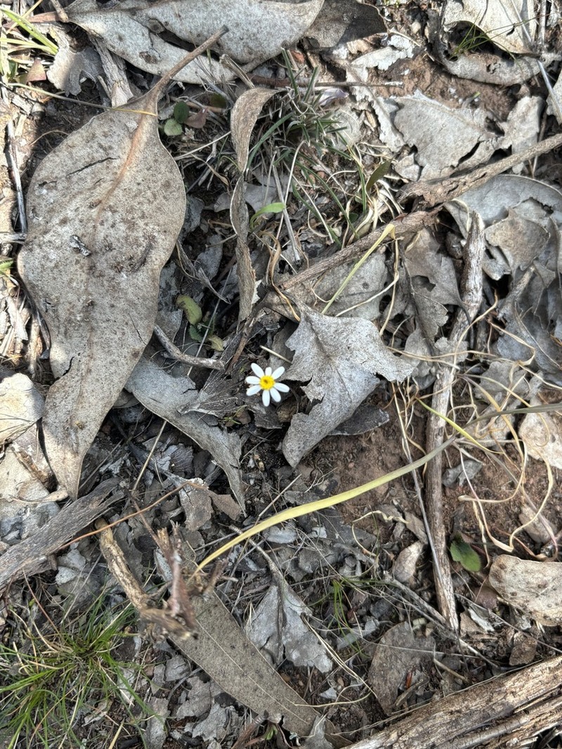 Brachyscome gracilis photo 4