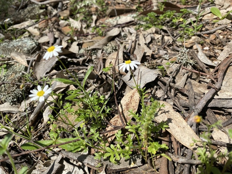 Brachyscome gracilis photo 5