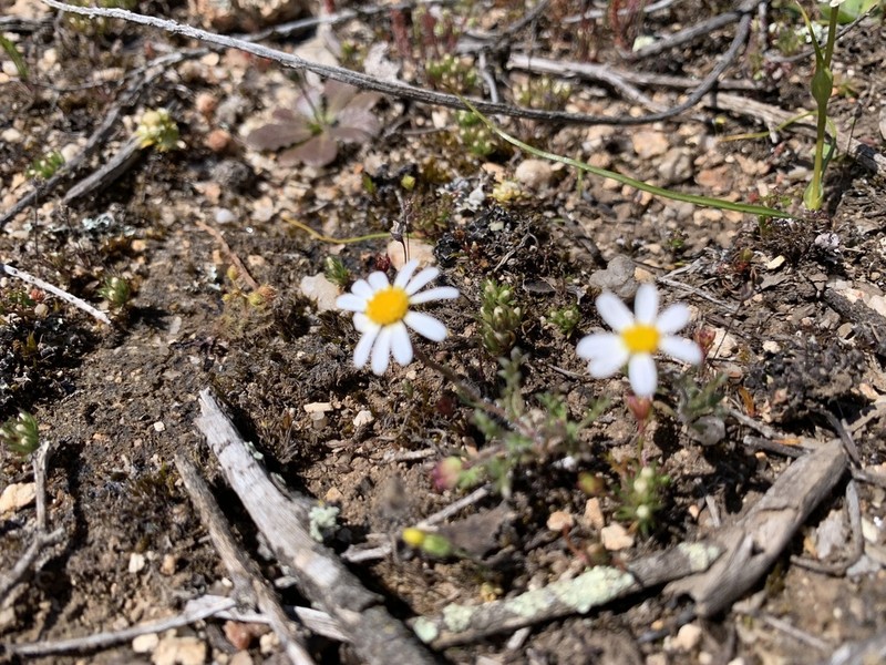 Brachyscome gracilis photo 6