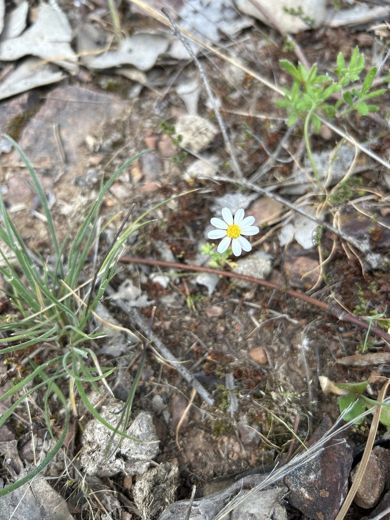 Brachyscome gracilis photo 7