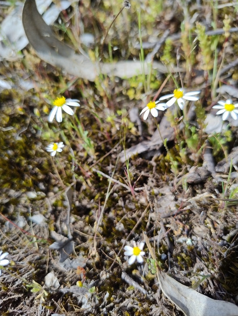 Brachyscome gracilis photo 8