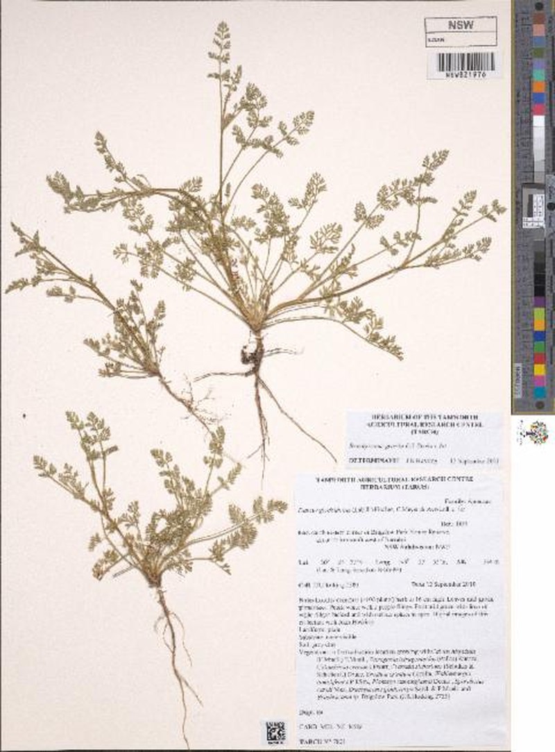 Brachyscome gracilis subsp. gracilis
