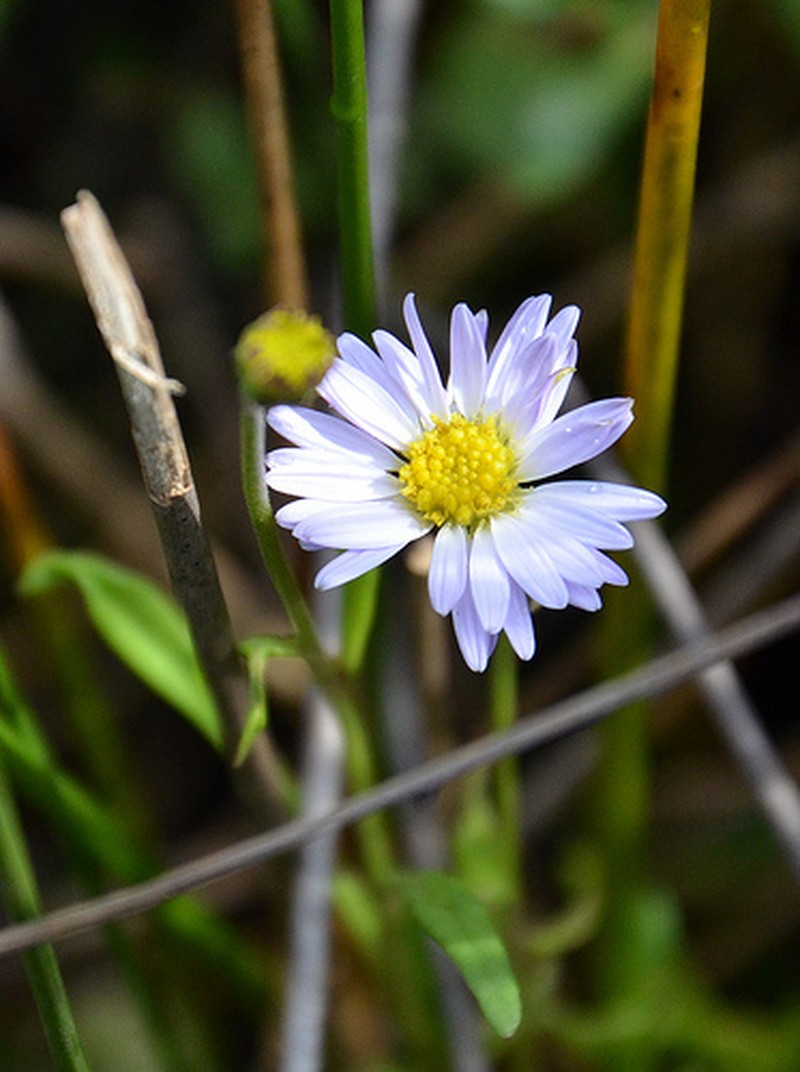 Brachyscome graminea