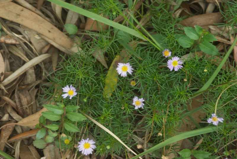 Brachyscome graminea photo 2