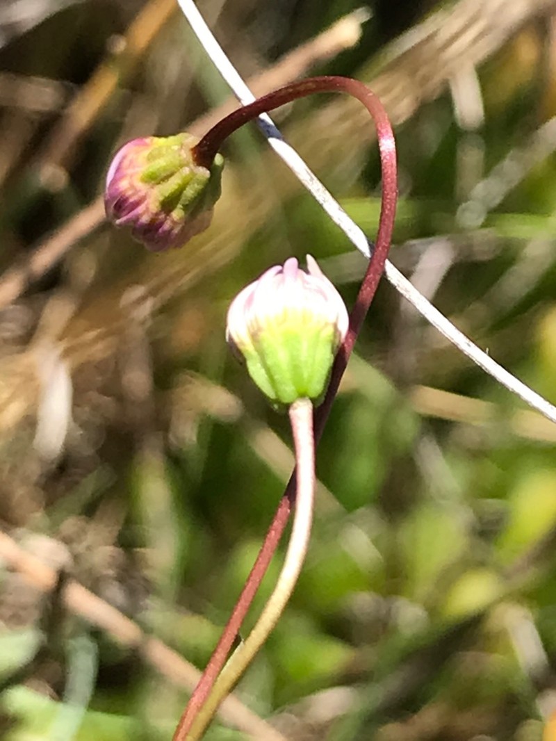 Brachyscome graminea photo 3