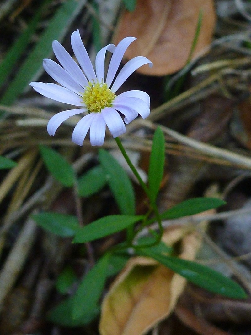 Brachyscome graminea photo 4