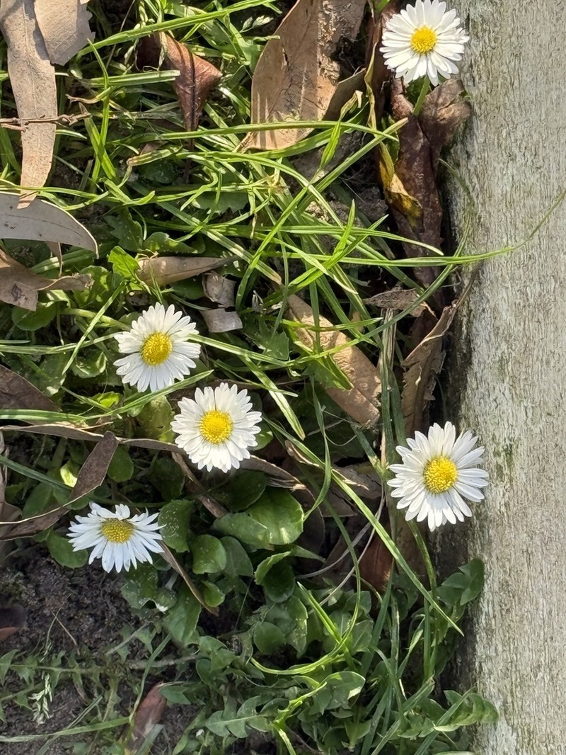 Brachyscome graminea photo 5