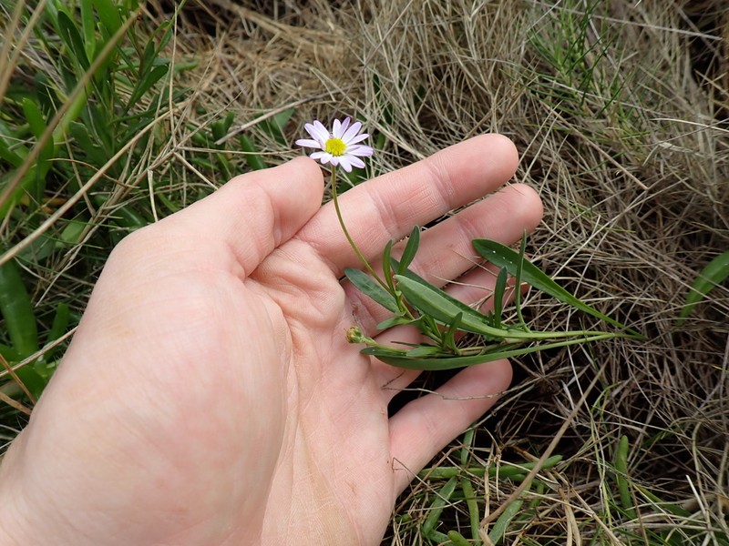 Brachyscome graminea photo 6