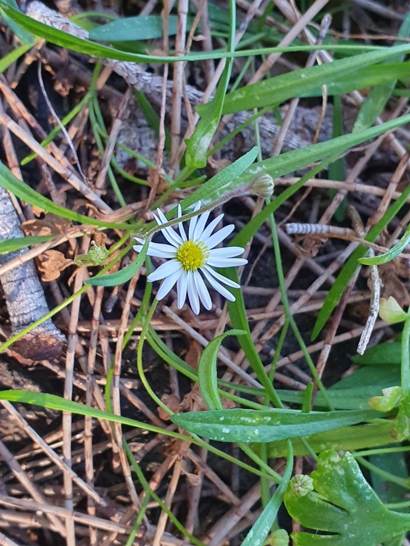 Brachyscome graminea photo 7