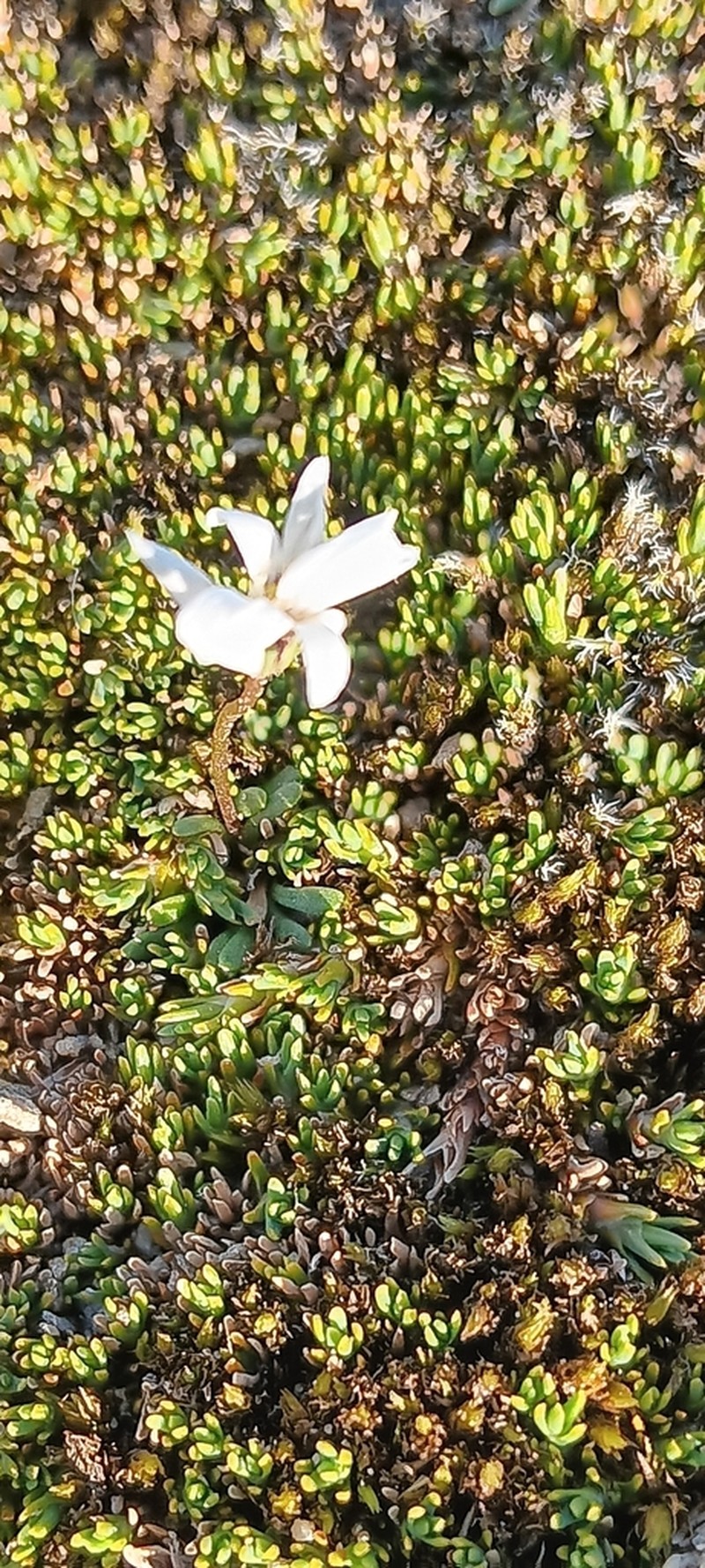 Brachyscome humilis