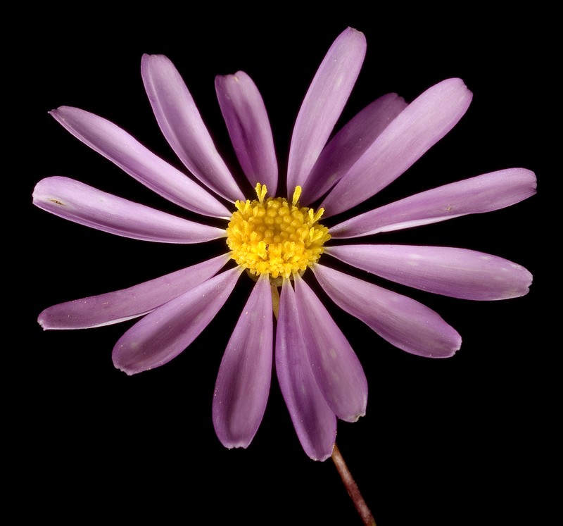 Brachyscome iberidifolia