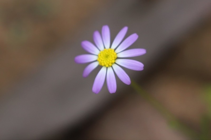 Brachyscome iberidifolia photo 2