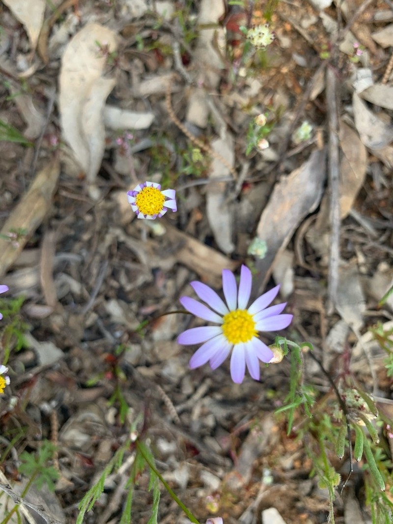Brachyscome iberidifolia photo 3