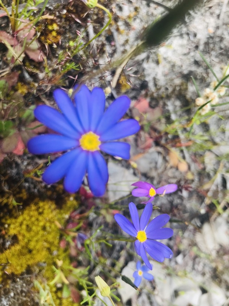 Brachyscome iberidifolia photo 4