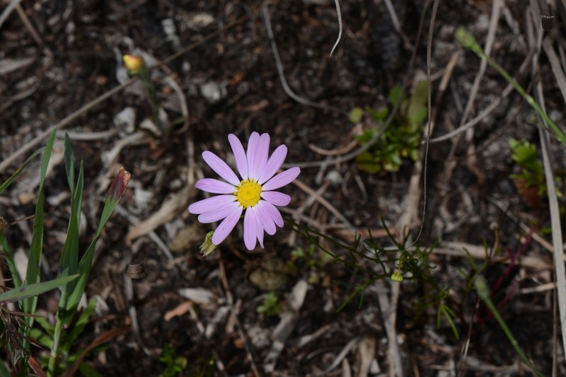 Brachyscome iberidifolia photo 5