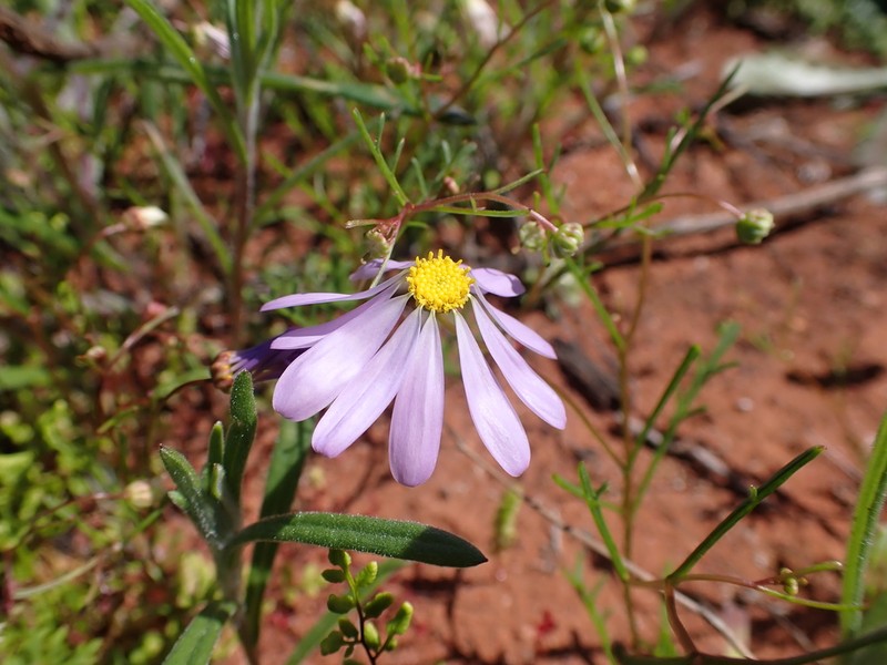 Brachyscome iberidifolia photo 6