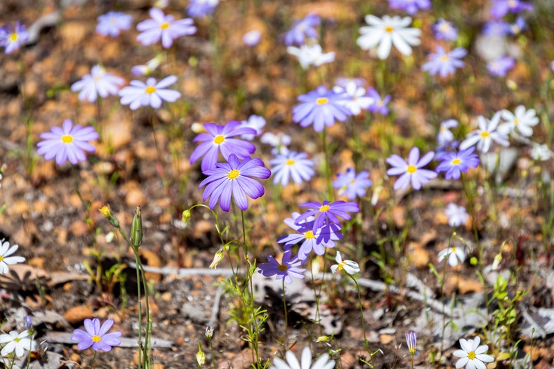 Brachyscome iberidifolia photo 7