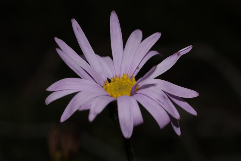 Brachyscome iberidifolia photo 8