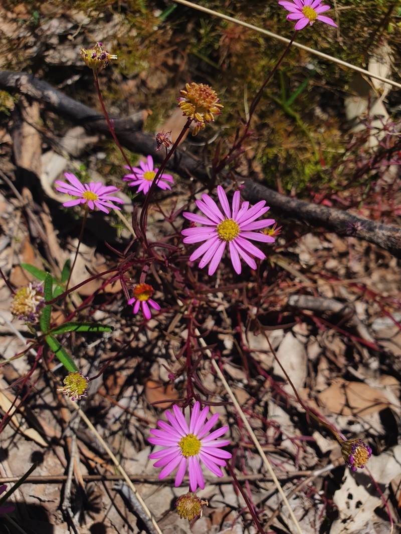 Brachyscome kaputarensis photo 3