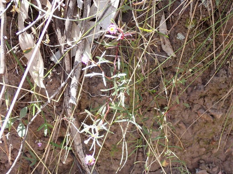 Brachyscome kaputarensis photo 4