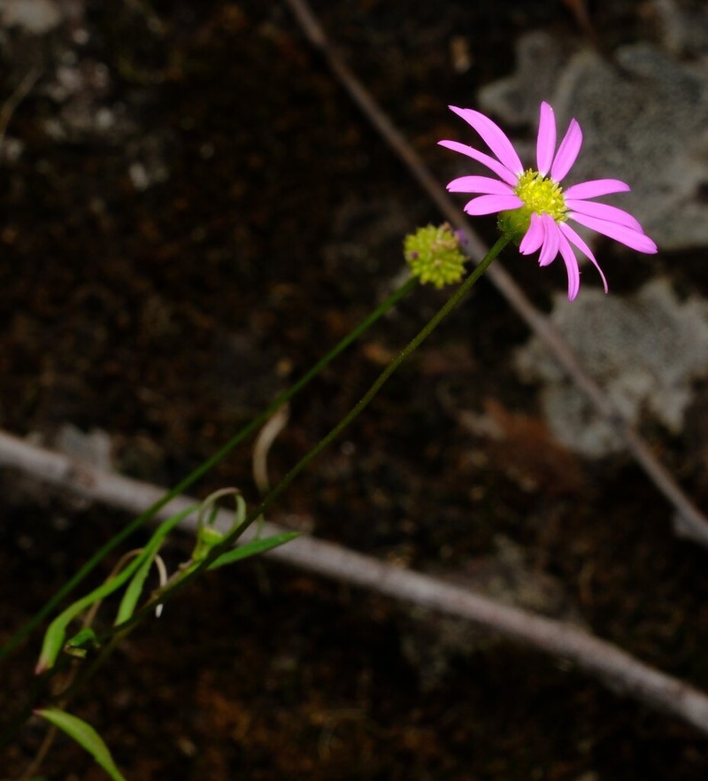 Brachyscome kaputarensis photo 7