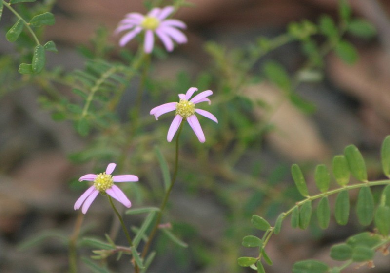Brachyscome kaputarensis photo 8
