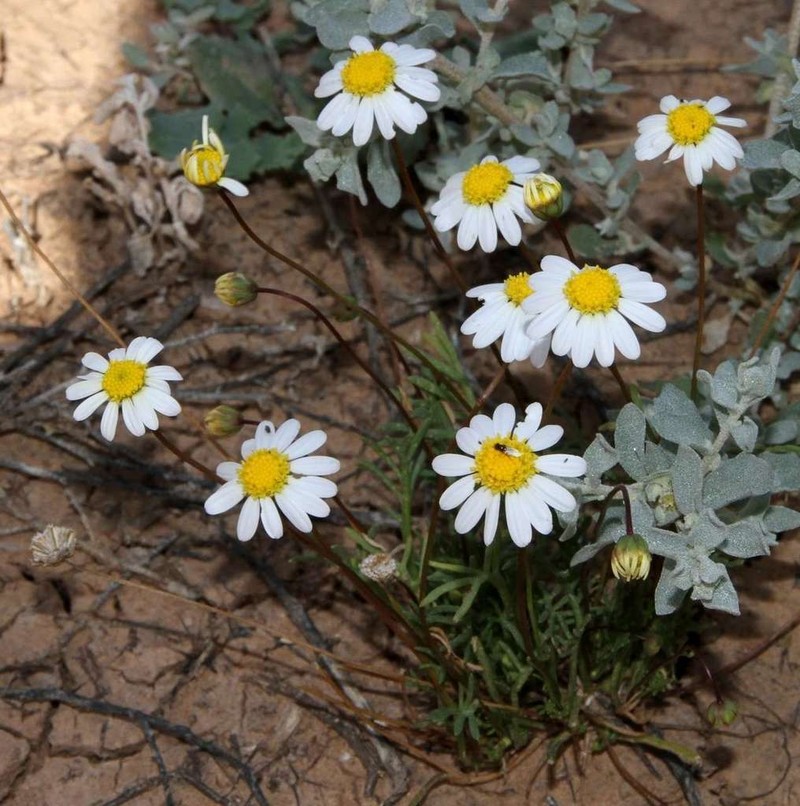 Brachyscome lineariloba photo 2