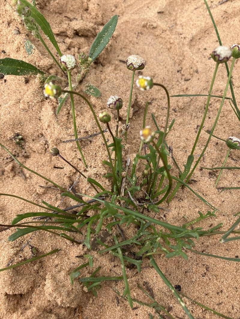Brachyscome lineariloba photo 3